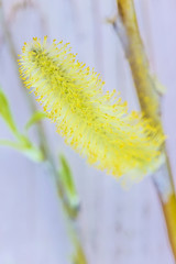 Beautiful willow bloom close up