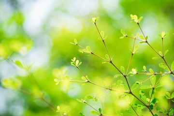 Closeup nature view of green leaf on sunlight, natural green plants using as a background or wallpaper