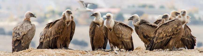 Obraz premium group of vultures in the city