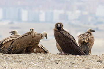 a black vulture perched