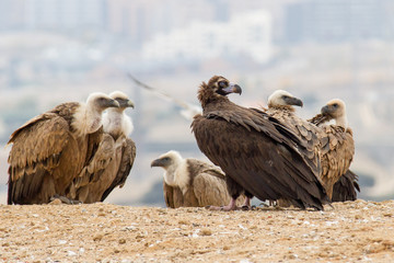 a black vulture perched