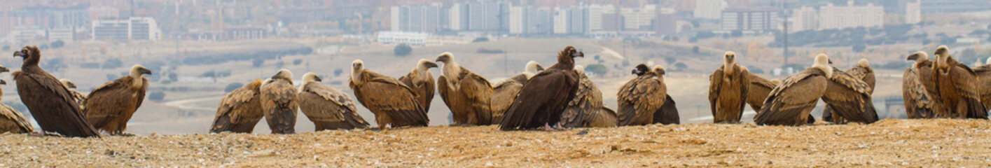 group of vultures in the city