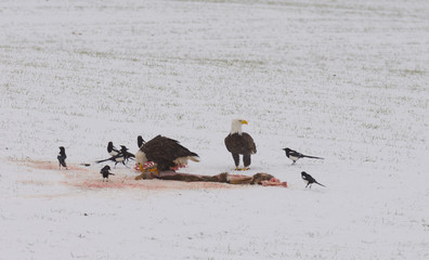 American Bald Eagles feeding on the carcass of a dead deer