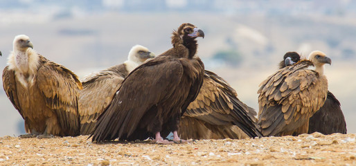 a black vulture perched