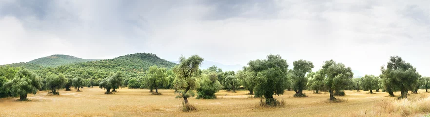 Gordijnen Panoramisch uitzicht op Olive Farm. © ardasavasciogullari