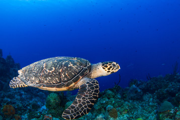 A hawksbill turtle is at home on the tropical reef in the Cayman Islands. This creature likes the deep warm blue water that surrounds him in this underwater image