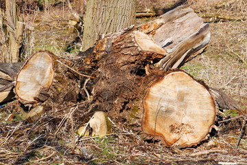 Fototapeta premium Stumps of cut down old trees in the forest. Wildlife conservation