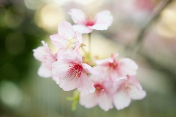 Japan Sakura Kawazu-zakura Cherry blossom
