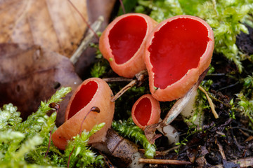 Close-up macro photo of red Scarlet elfcup (Sarcoscypha austriaca) mushrooms on the mossy ground in the spring forest