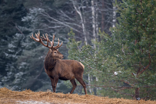 Fototapeta Single Adult Noble Red Deer With Big Horns, Beautifully Turned Head. European Wildlife Landscape With Deer Stag. Portrait Of Lonely Deer With Big Antlers At Birch Forest Background.