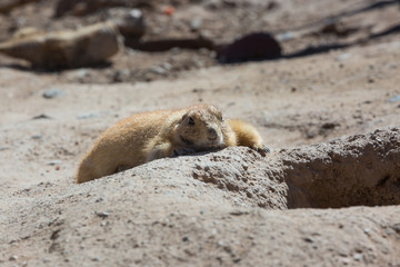 Prairie Dog