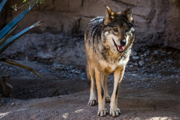Gray Wolf