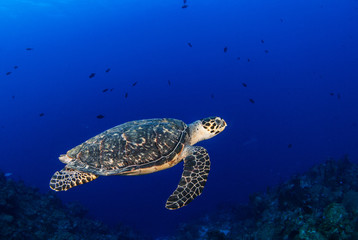 A hawksbill turtle is at home on the tropical reef in the Cayman Islands. This creature likes the deep warm blue water that surrounds him in this underwater image