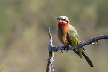 White-fronted Bee-eater in Krugerpark in South Africa