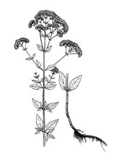 Fototapeta premium szkic botaniczny origanum vulgare