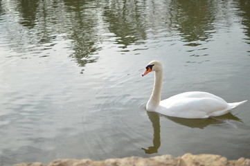 Schwan