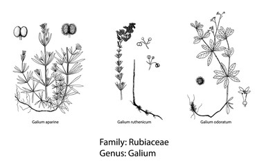 set of botanical illustration