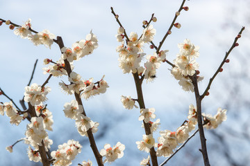 White plum and blue sky