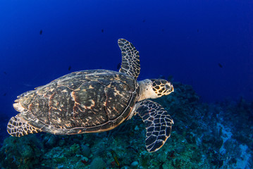 Obraz premium A hawksbill turtle is at home on the tropical reef in the Cayman Islands. This creature likes the deep warm blue water that surrounds him in this underwater image
