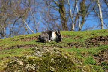 Petit lapin sur sa colline