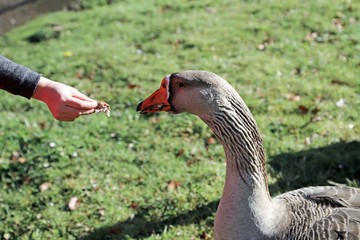 Nourrir les animaux