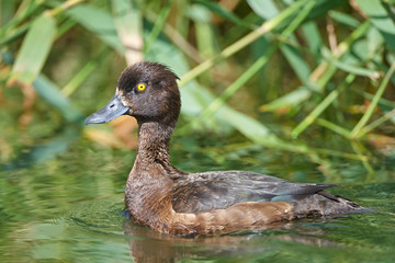 Tufted duck (Aythya fuligula)