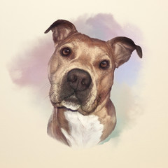 Watercolor Portrait of American pit bull terrier, a companion and family dog breed. Animal Art collection: Dogs. Hand Painted Illustration of Pets. Good for banner, print T-shirt, card