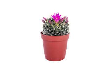 Cactus in a pot.