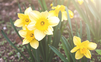 Fototapeta premium Yellow narcissus in garden.