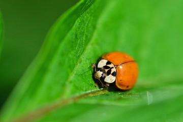 Ladybug