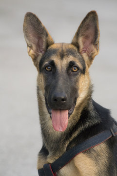 mirada de un perrro