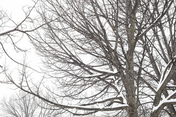 Winter tree closeup