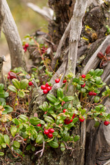 Preiselbeeren, Nahaufnahme