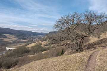 Wildbirne Pyrus communis im Leutratal bei Jena