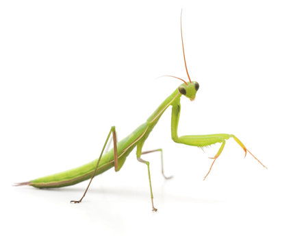 Large Green Mantis.