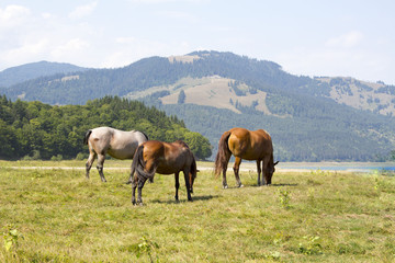 Fototapeta na wymiar Three horses grazing on green pasture in Carpathian mountain valley. White and brown horses feeding on the meadow. Concept of power. 