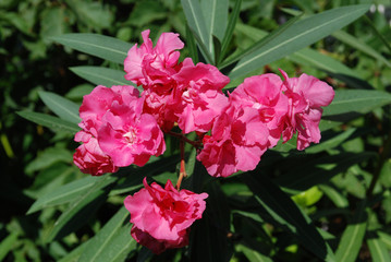 Oleander pink flowers