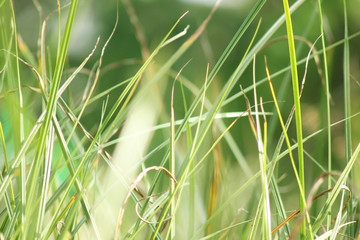 Blur the leaves of grass in nature.