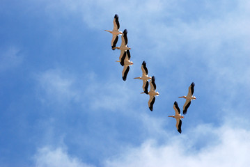 Pelicans in the sky