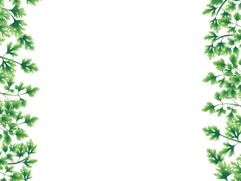 Green parsley leaves at the borders of the illustration on the left and right. Inside an empty white background.