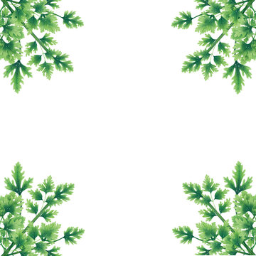 Green parsley leaves at the borders of the illustration. Bouquets in the corners. Inside an empty white background. Decoration.
