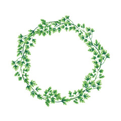 Illustration. Wreath of parsley leaves isolated on white background. Decoration for the logo.