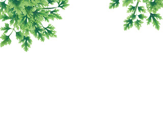 Green parsley leaves at the borders of the illustration on the top. Inside an empty white background. The vegetation grows on top. Hanging leaves and branches.