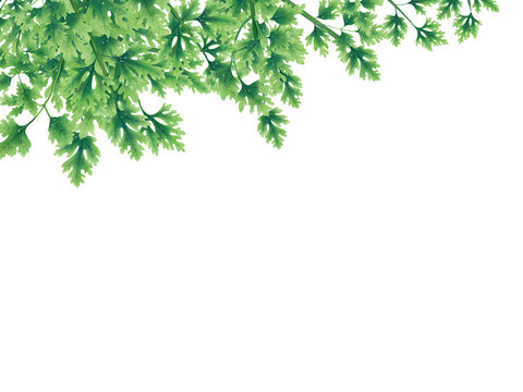 Green parsley leaves at the borders of the illustration on the top. Inside an empty white background. The vegetation grows on top. Hanging leaves and branches.