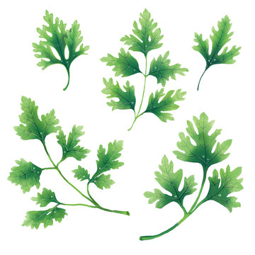 A set of twigs and leaves of parsley. Isolated illustration on white background.