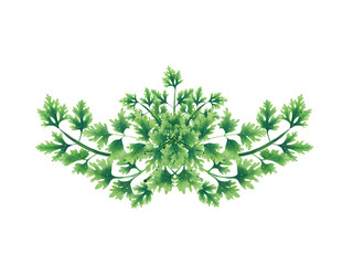 Decorative bouquet of parsley leaves. Decoration for menu, banner, logo or website. Floral decorative elements with parsley leaves.