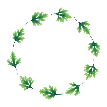 Illustration. Wreath of parsley leaves isolated on white background. Decoration for the logo.