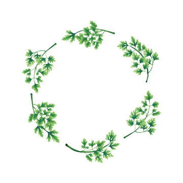 Illustration. Wreath of parsley leaves isolated on white background. Decoration for the logo.