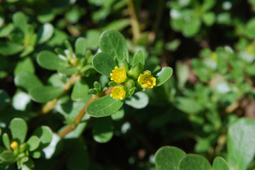 Purslane