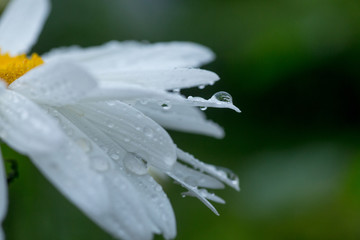 Daisy Crazy, wheel, chain, chamomel, gang bang in flowerbed. One flowers of large white chamomile with drops of dew or rain on petals.